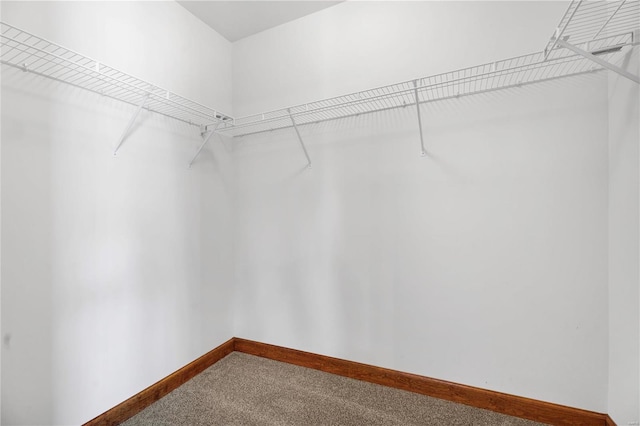 walk in closet featuring carpet flooring