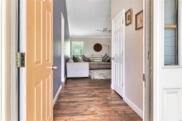 corridor featuring crown molding and dark hardwood / wood-style floors