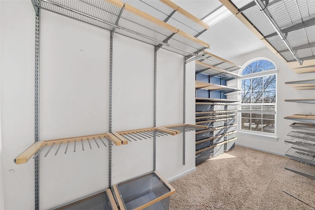 walk in closet with carpet floors