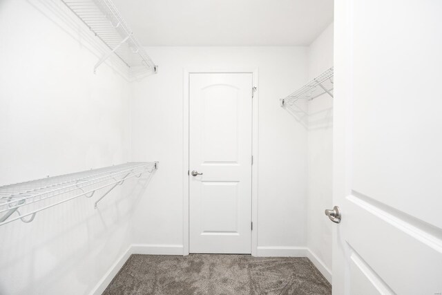 walk in closet with carpet flooring