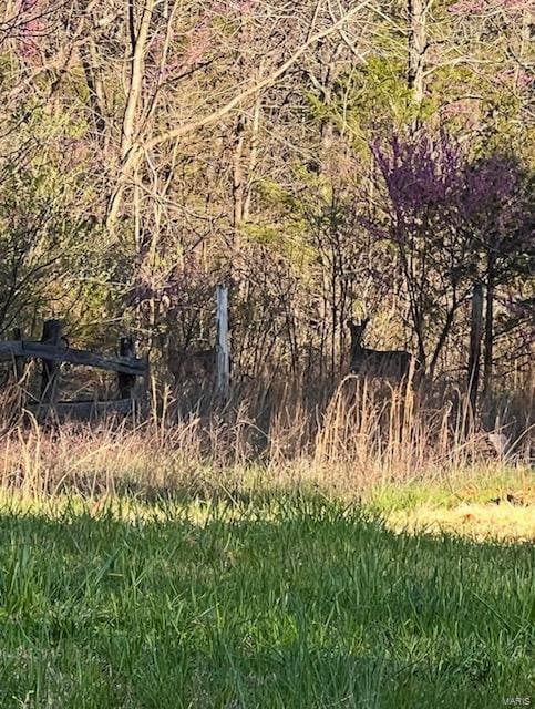 view of local wilderness