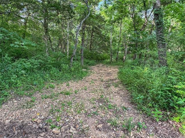 view of local wilderness