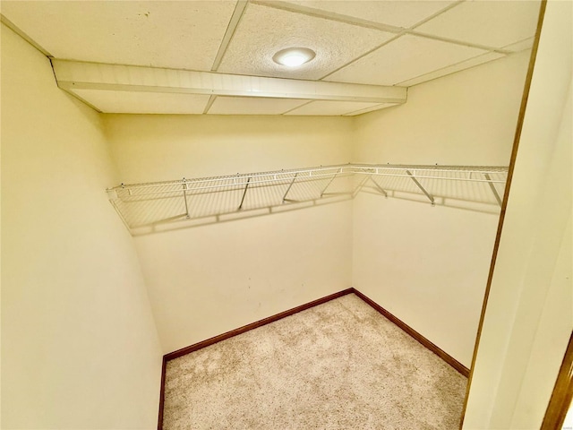 spacious closet featuring carpet floors and a drop ceiling