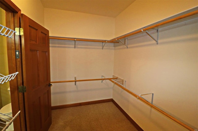 spacious closet featuring carpet flooring