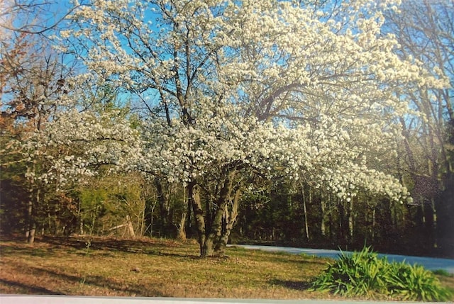 view of local wilderness