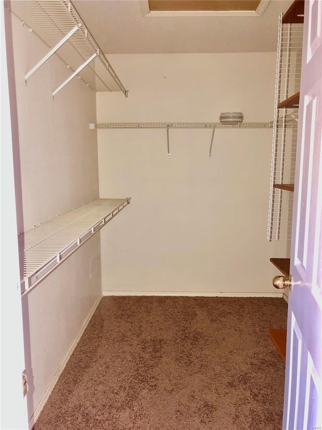 spacious closet featuring carpet