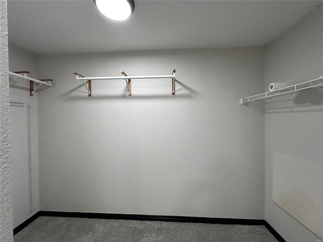 spacious closet featuring carpet