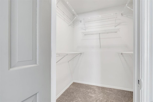 walk in closet featuring carpet floors