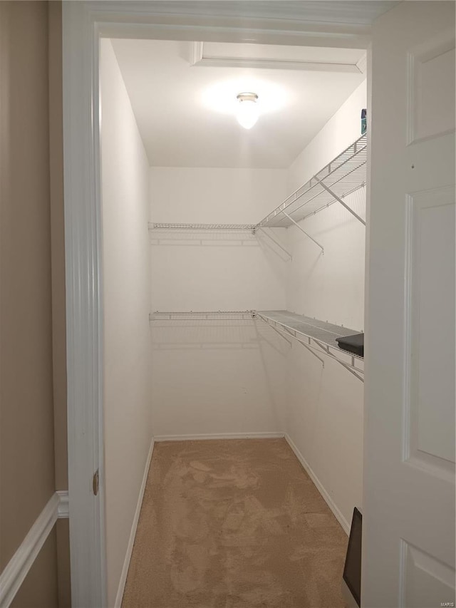 walk in closet featuring carpet floors