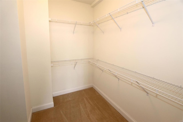 spacious closet with carpet