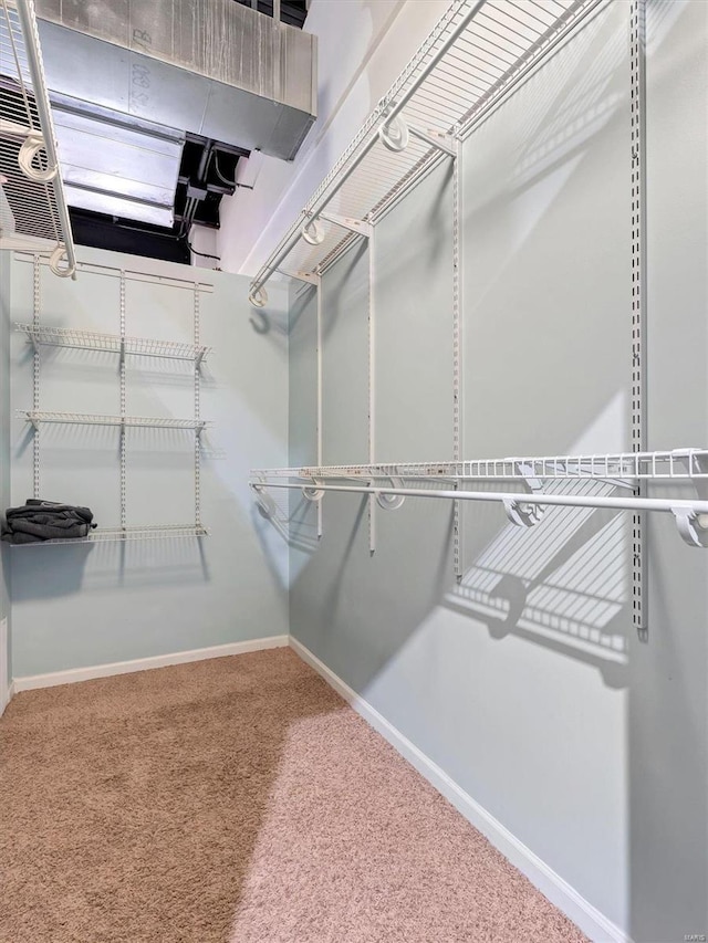 walk in closet with carpet flooring