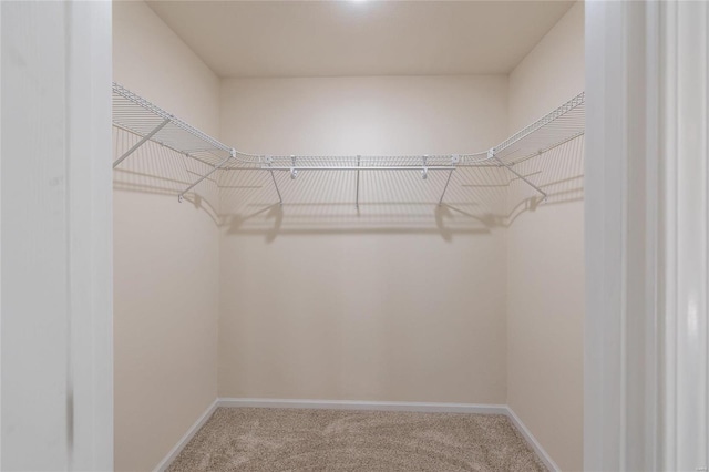 walk in closet featuring carpet flooring