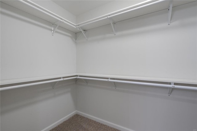 spacious closet featuring carpet flooring