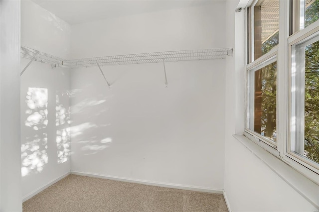 walk in closet featuring carpet flooring