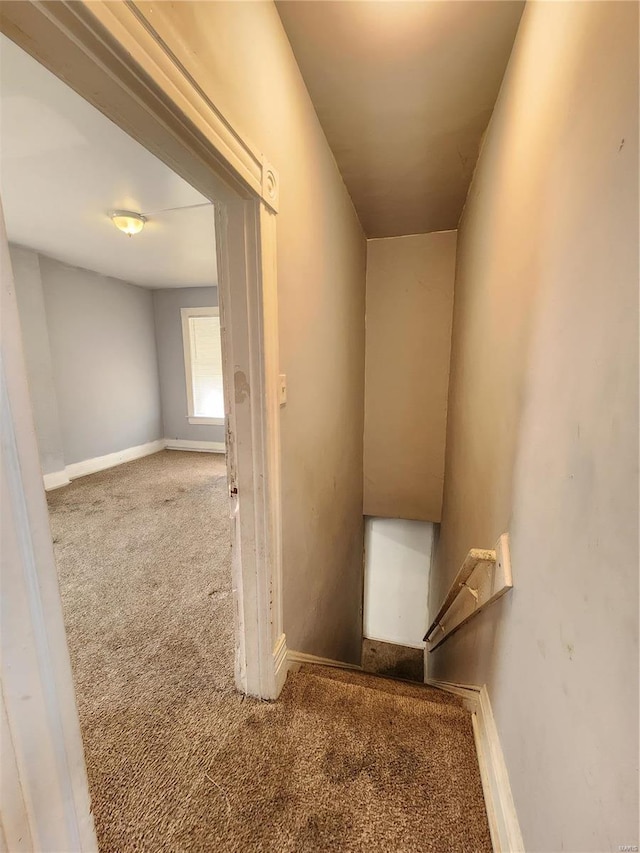 stairway featuring carpet flooring