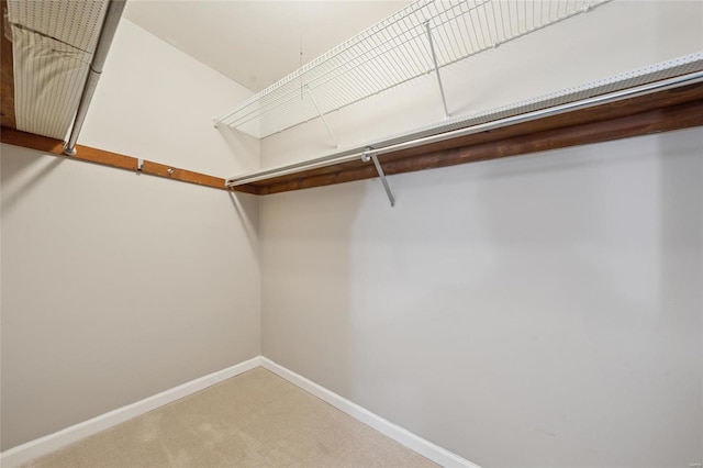 spacious closet featuring carpet floors