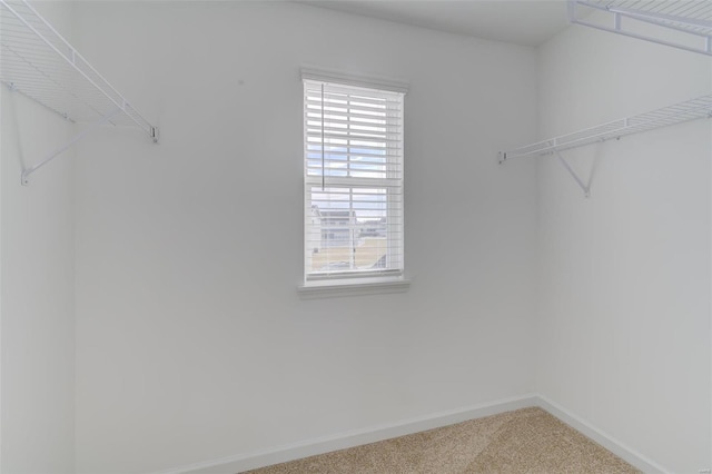 spacious closet featuring carpet