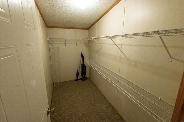 walk in closet featuring carpet floors