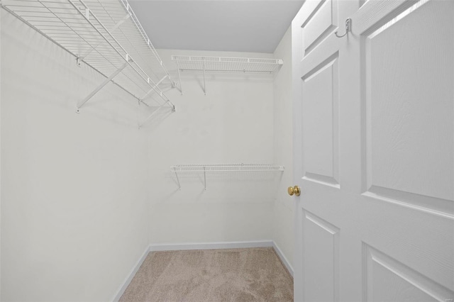 walk in closet featuring carpet floors