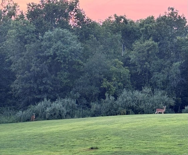 view of community with a yard