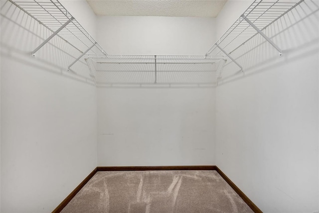 walk in closet featuring carpet floors