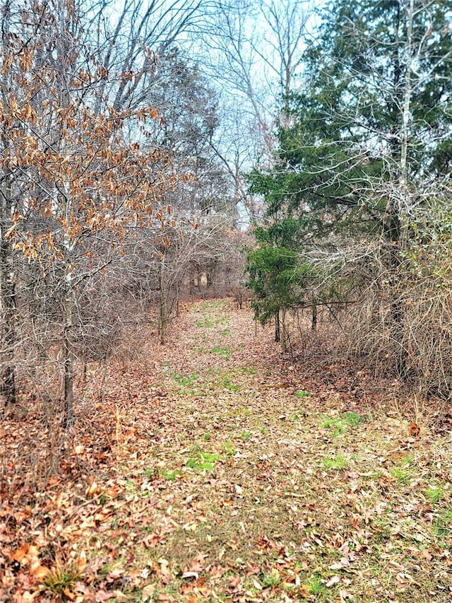 view of local wilderness