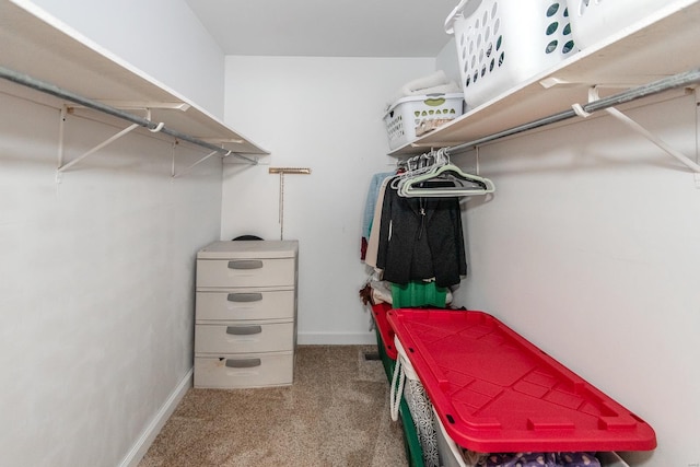 spacious closet featuring carpet