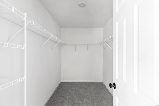 walk in closet with dark colored carpet