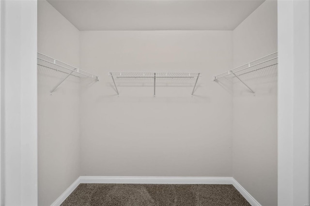 spacious closet featuring carpet