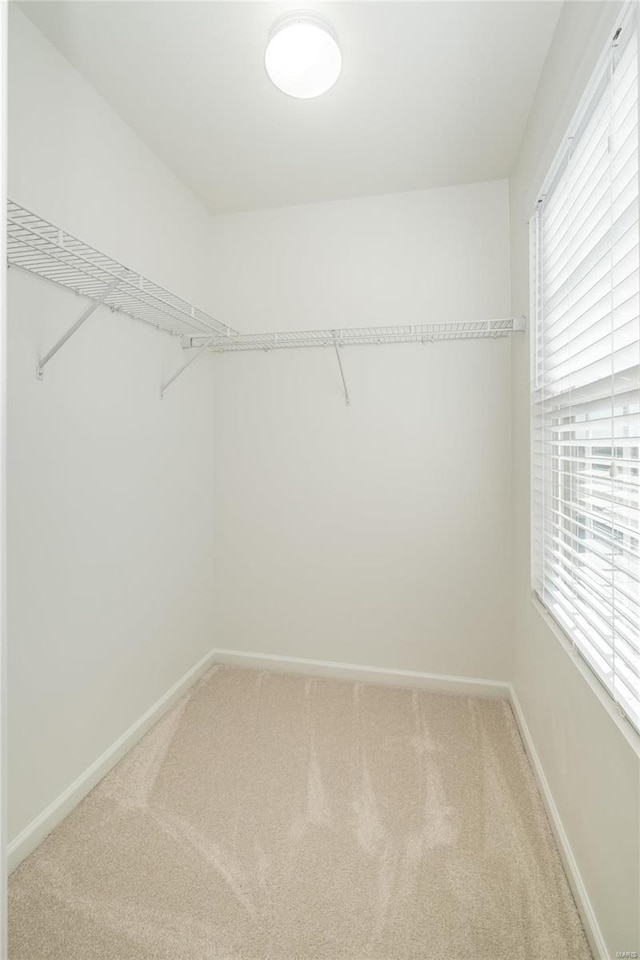 spacious closet with carpet floors