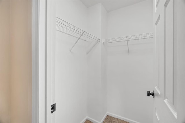 spacious closet featuring carpet flooring