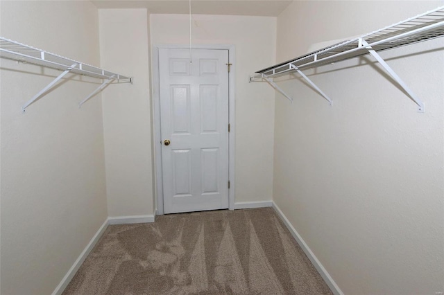 walk in closet featuring carpet