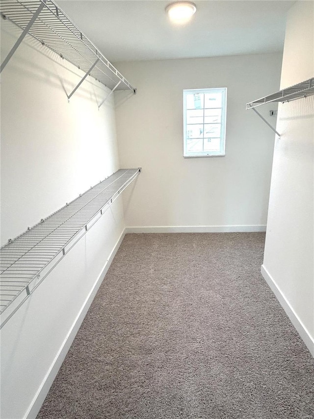 walk in closet featuring carpet flooring