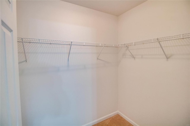 spacious closet featuring carpet flooring