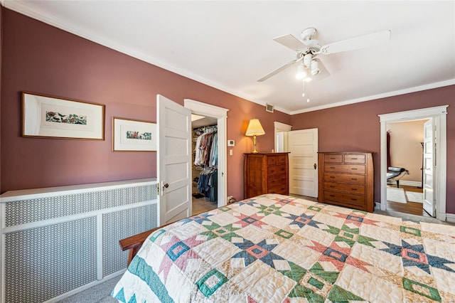 bedroom with a ceiling fan, ornamental molding, a walk in closet, carpet floors, and a closet