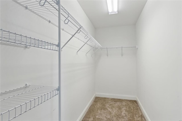 spacious closet featuring carpet floors
