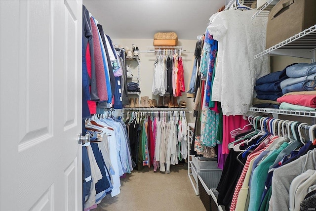 walk in closet featuring carpet floors