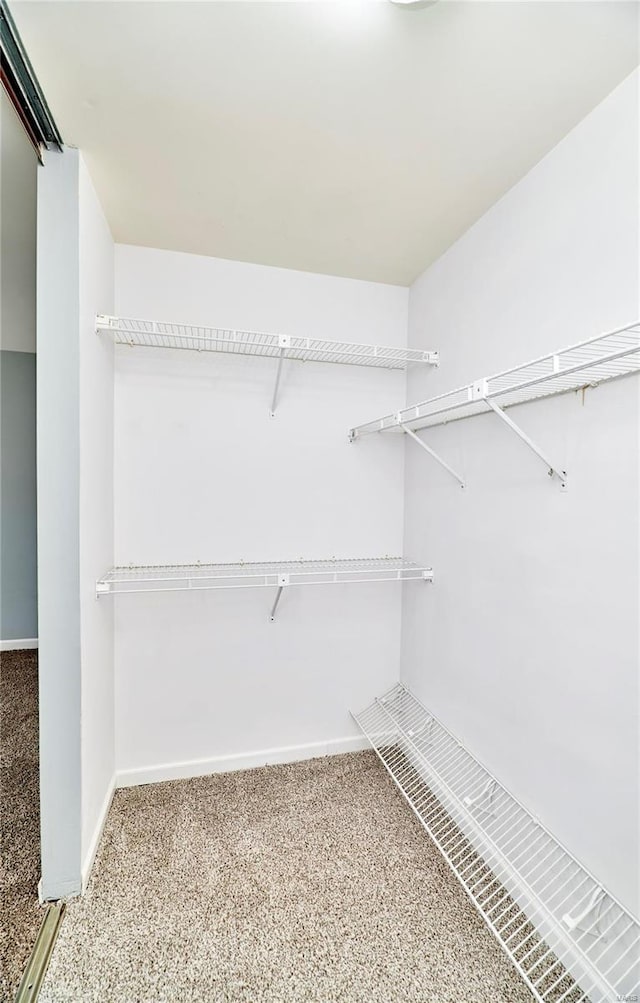 walk in closet with carpet flooring