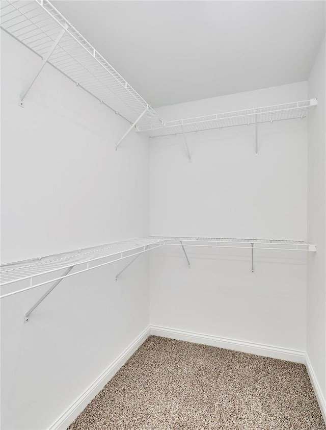 spacious closet featuring carpet flooring