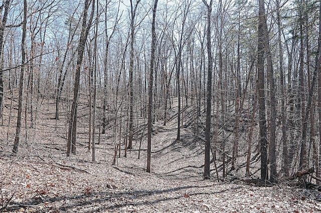 view of local wilderness