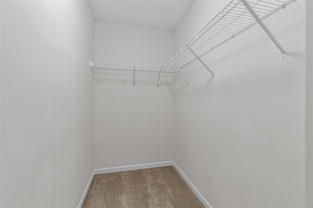 walk in closet featuring carpet flooring