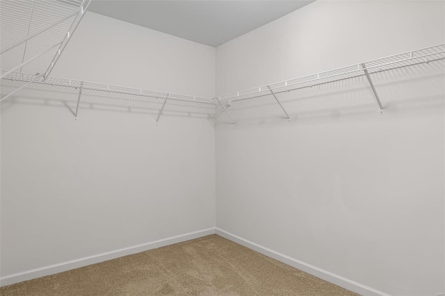 walk in closet featuring carpet