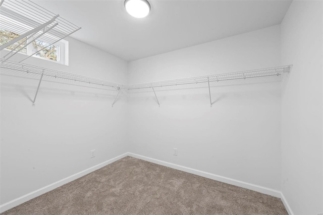 walk in closet featuring carpet floors