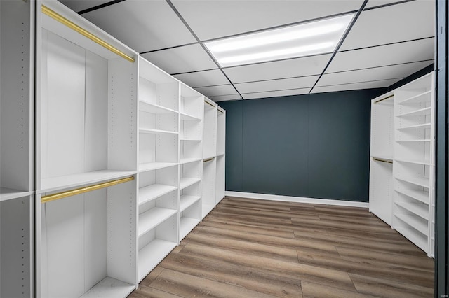 walk in closet featuring a paneled ceiling and wood finished floors