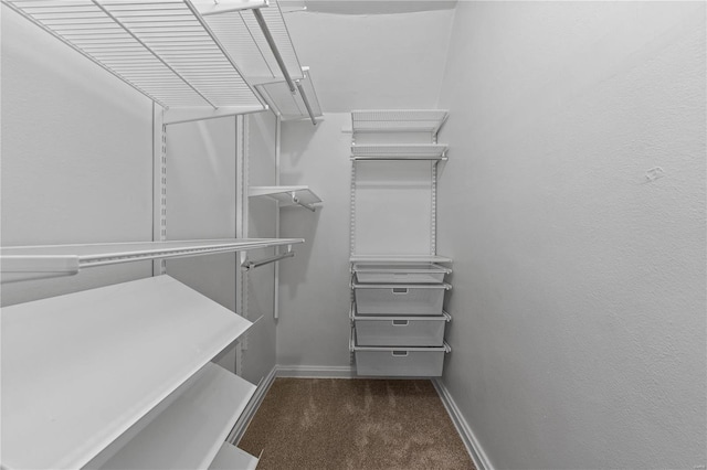 spacious closet featuring carpet