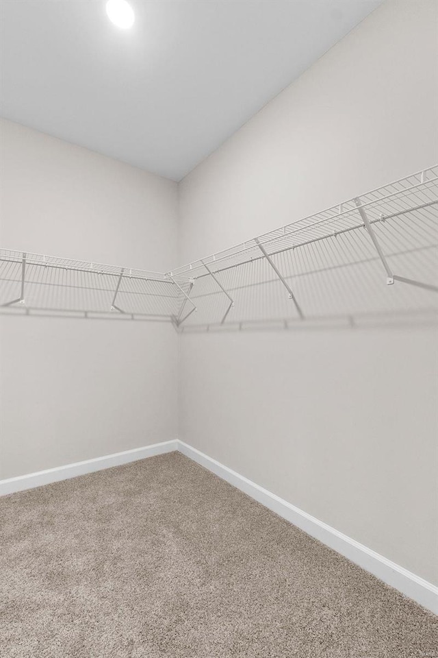 walk in closet with carpet flooring