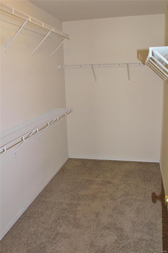 walk in closet featuring carpet floors