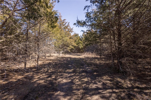 view of local wilderness