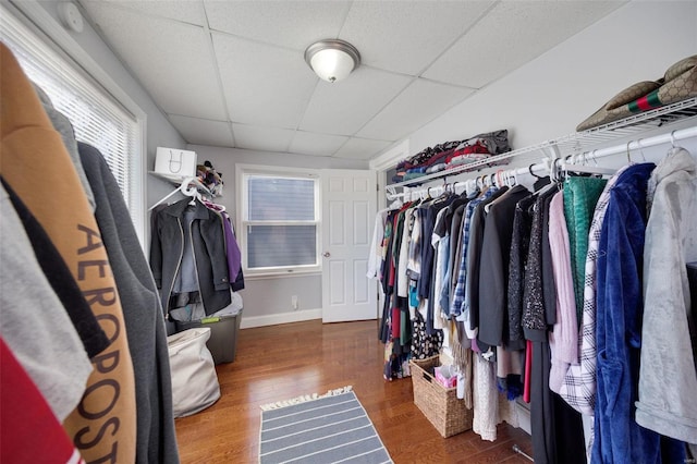 spacious closet with a drop ceiling and wood finished floors