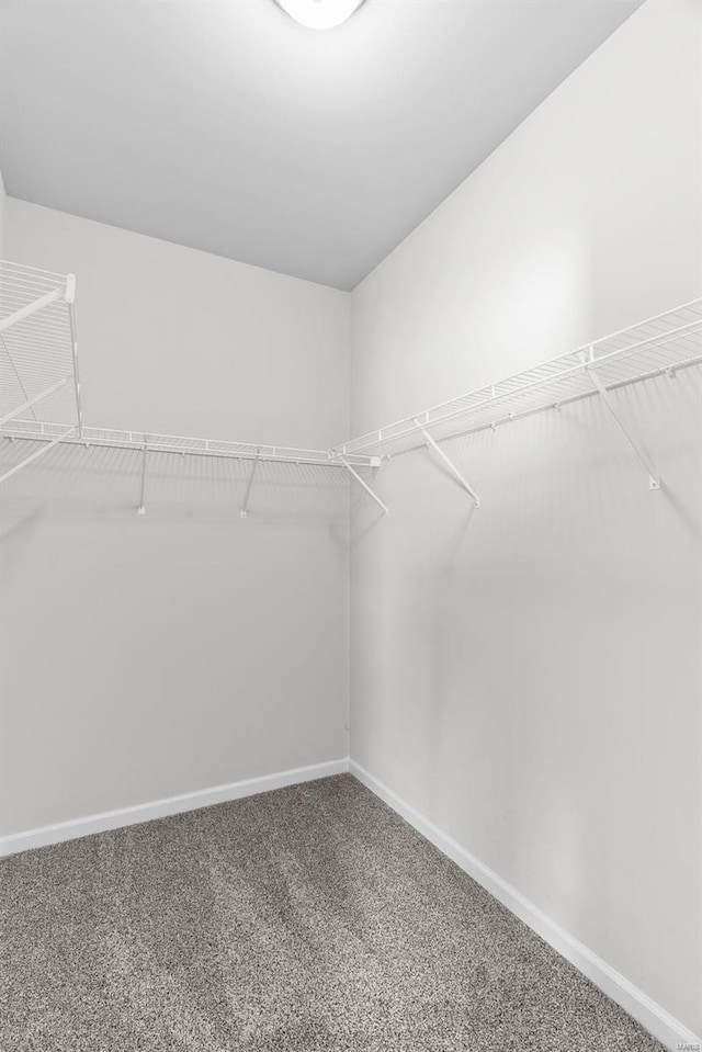 walk in closet featuring carpet